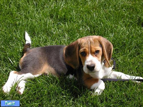معرفی سگ نژاد بیگل - نژاد Beagle