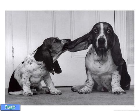 سگ با نژاد باسِت هوند-Basset Hound