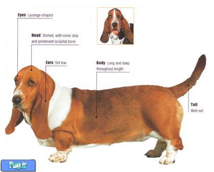 سگ با نژاد باسِت هوند-Basset Hound