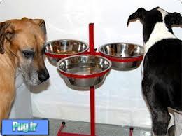 روش عادت دادن سگ های بالغ به غذای خشک