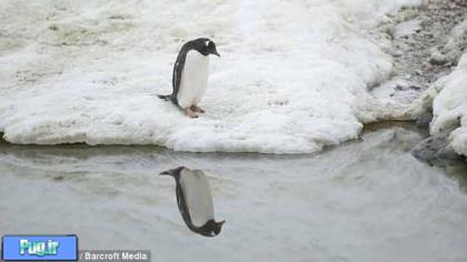 پنگوئن  خودشیفته 