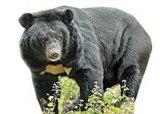 خرس سیاه ایرانی
