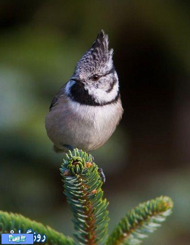 تصاویر بسیار زیبا از دنیای پرندگان