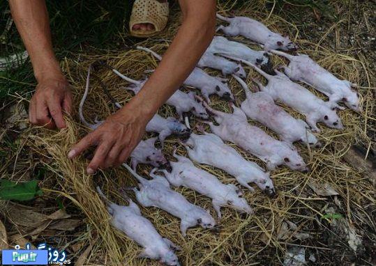 شکار و کباب موش در ویتنام