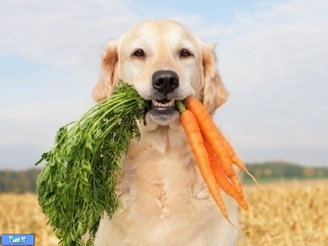 سبزیحات مفید برای سگ ها 