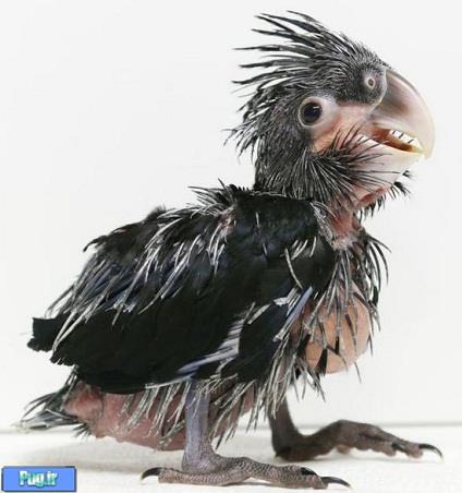 تصاویر: زشت‌ترین طوطی جهان