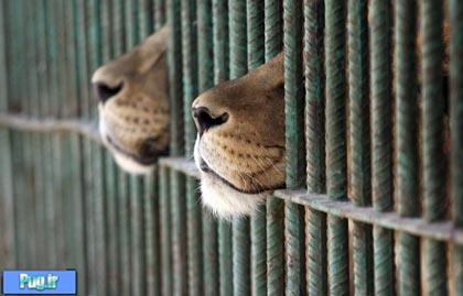 فعالیت های غیرقانونی در باغ وحش‌ها