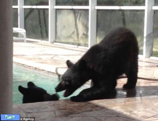 شنا کردن خرس‌های سیاه در خانه زن تنها