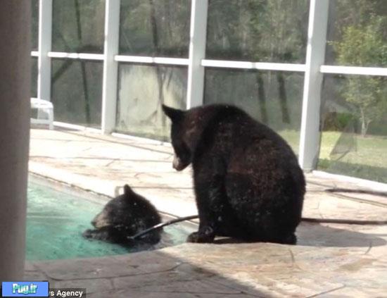شنا کردن خرس‌های سیاه در خانه زن تنها