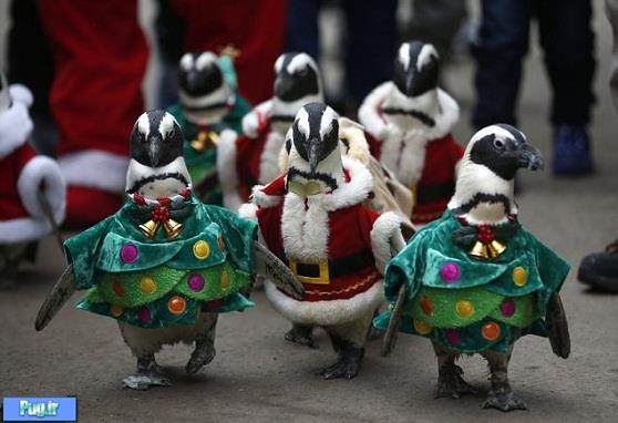 مسابقه پنگوئن ها 