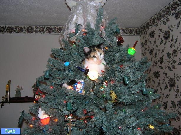 کریسمس و گربه ها 