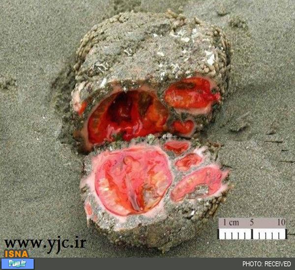 سنگ جاندار در سواحل کشور شیلی