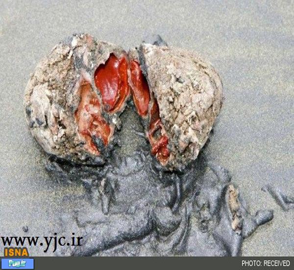 سنگ جاندار در سواحل کشور شیلی