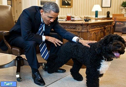 سگی که همدم اوباما در کریسمس شده 