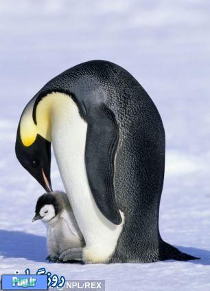 راهی برای زنده ماندن  پنگوئن ها 