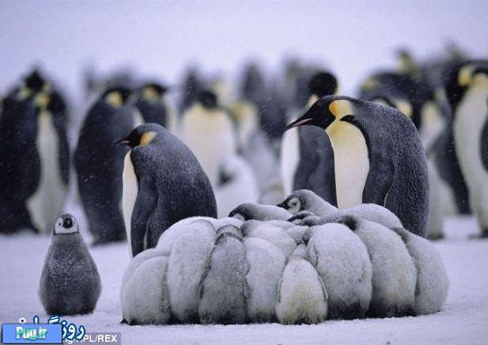 راهی برای زنده ماندن  پنگوئن ها 