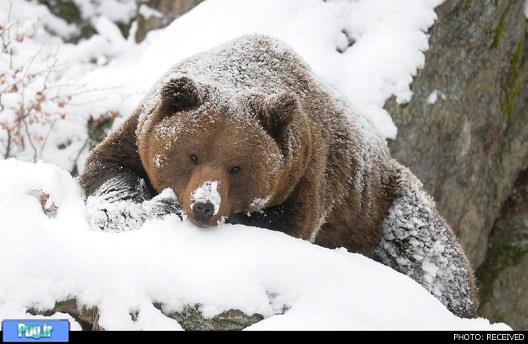 زندگی حیوانات در برف