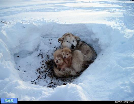 زندگی حیوانات در برف