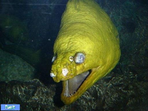 وحشتناک‌ترین موجودات زیر آب 