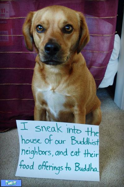 اعترافات سگ ها