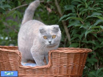 گربه آبی – کرم اروپایی (Blue – Cream)