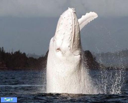 نادرترین نهنگ جهان