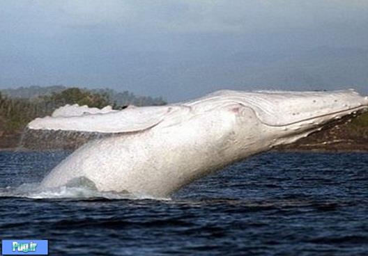 نادرترین نهنگ جهان