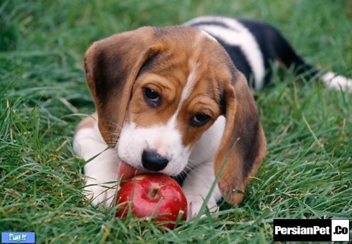 سیب در غذای سگ ها 