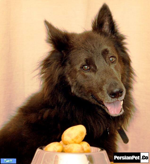 سیب زمینی  برای سگ ها 
