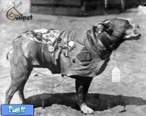 stubby یکی از معروفترین سگ های جهان