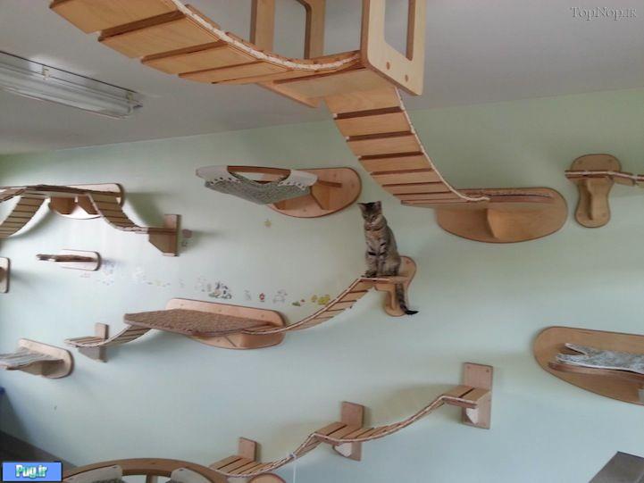 این خانه مخصوص گربه هاست 