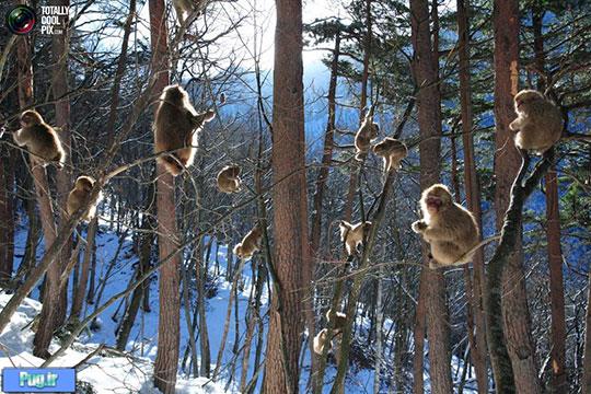 زندگی روزانه میمون های برفی در ژاپن