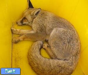 نجات یک قلاده روباه زخمی در کرج