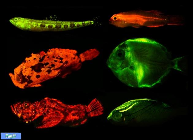 ماهی‌های شبتاب در مدل‌ها و رنگ‌های مختلف