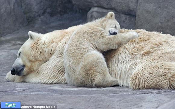 خرس یوگا کار در باغ وحش مسکو