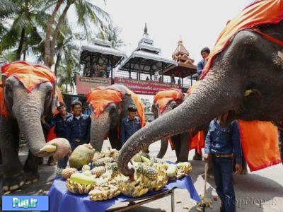  روز ملی فیل ها در تایلند 