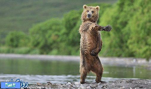رقص یک خرس 