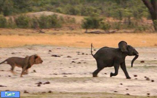 نبرد شیر با بچه فیل 