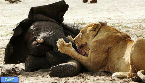 نبرد شیر با بچه فیل 