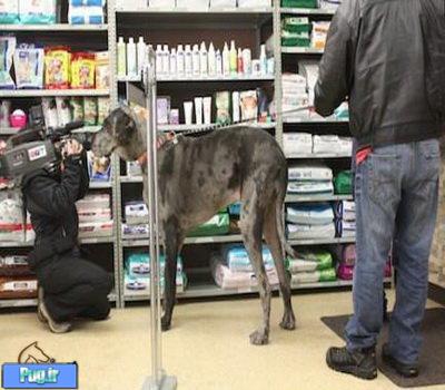 بلند قد ترین سگ دنیا 