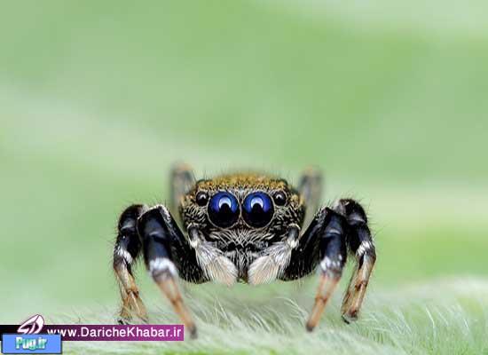 حقایقی در مورد چشمان عنکبوت