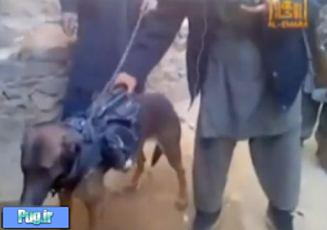 طالبان یک سگ با درجه سرهنگی را به اسارت درآوردن !!!