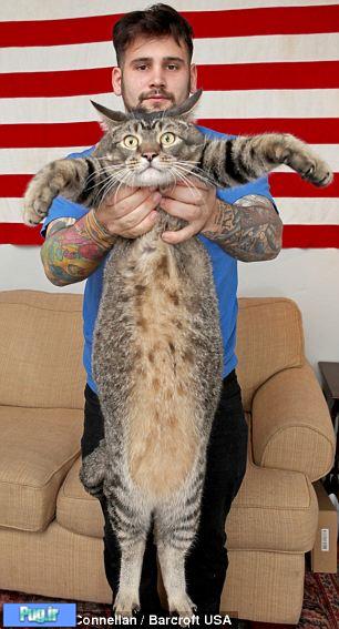 سنگین ترین گربه جهان 