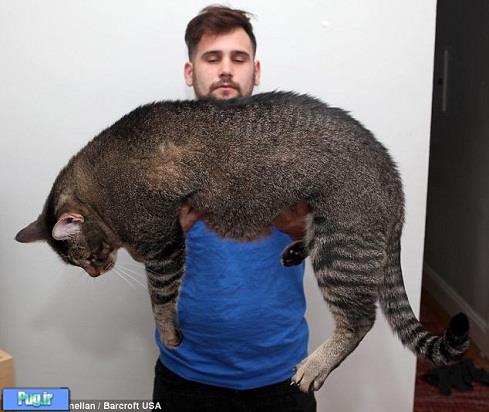 سنگین ترین گربه جهان 