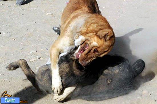 نبرد مرگبار سگ‌ها