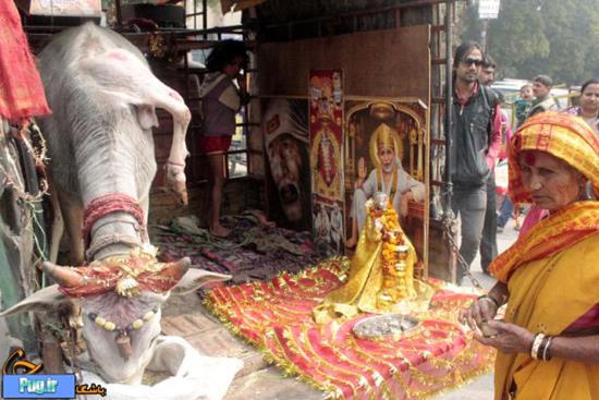 مقدس ترین گاو در هند 