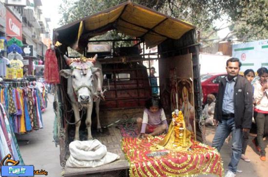 مقدس ترین گاو در هند 