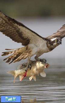 ماهیگیری عقاب
