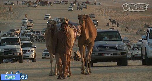 شتر عامل جذب توریست در دبی 