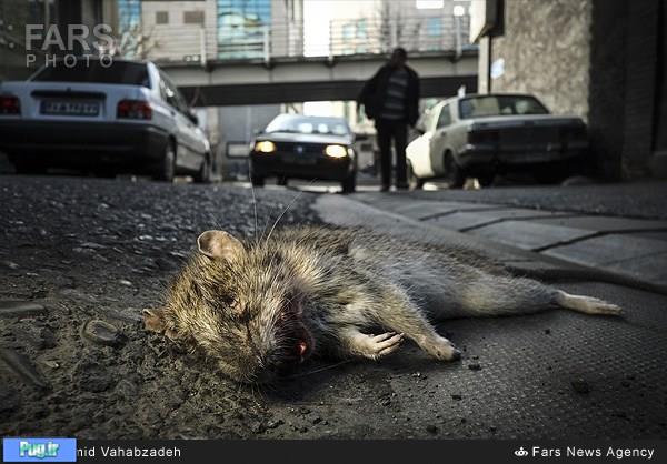 30میلیون موش هر روز با مردم تهران زندگی می‌کنند